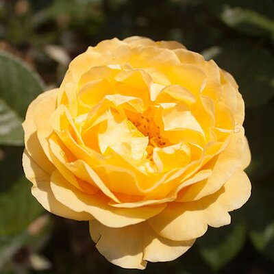 Rosa “Absolutely Fabulous” - Photo by Captain-tucker (CC BY-SA 4.0)