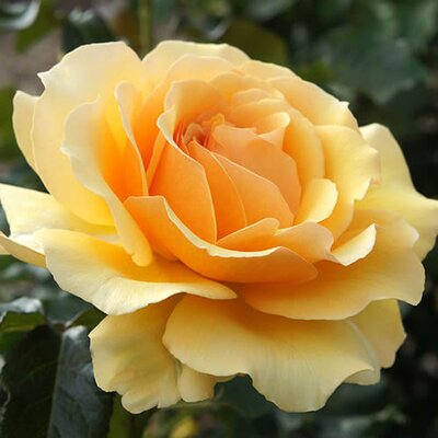 Rosa Amber Queen - Photo by T.Kiya (CC BY-SA 2.0)