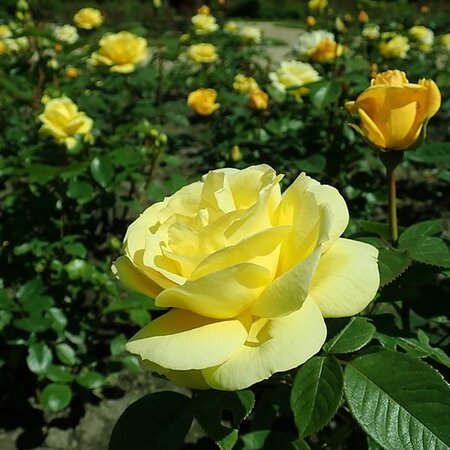 Rosa 'Arthur Bell' (4.5L pot)