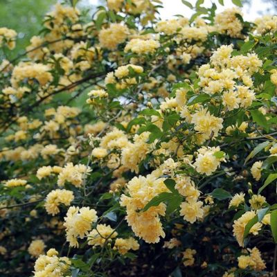 Rosa banksiae "Lutea" - Photo by Abrahami (CC BY-SA 4.0)