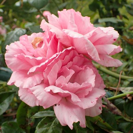 Rosa 'Bantry Bay' (4.5L pot)