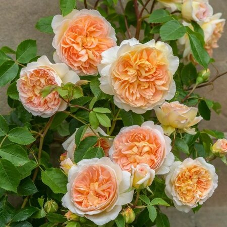 Rosa 'Bathsheba' - Image courtesy of David Austin