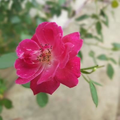 Rosa “Bengal Crimson” - Photo by PICSHADOW8672 (CC0 1.0)