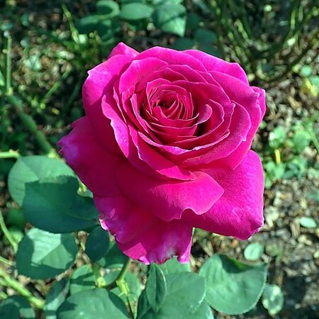 Rosa “Big Purple” - Photo by Salicyna (CC BY-SA 4.0)