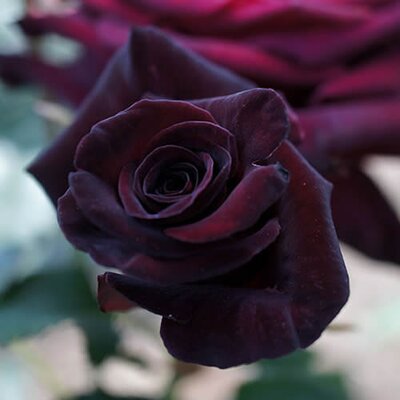 Rosa “Black Baccara” - Photo by T.Kiya (CC BY-SA 2.0)