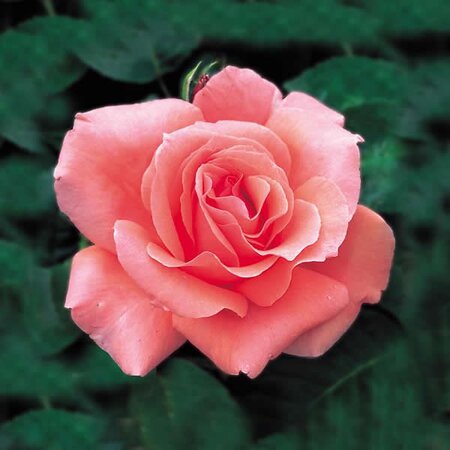 Rosa “Blessings” - Image courtesy of David Austin Roses
