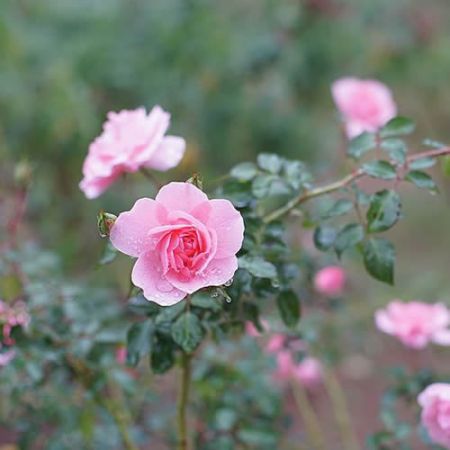 Rosa Bonica - Photo by T. Kiya (CC BY-SA 2.0)