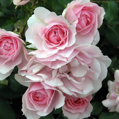 Rosa “Bonica” - Photo by Андрей Корзун (Kor!An) (CC BY-SA 4.0)