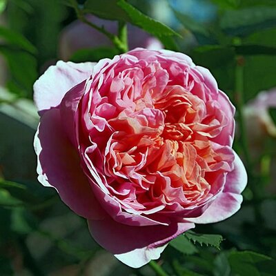 Rosa "Boscobel" - Photo by Geolina163 (CC BY-SA 4.0)