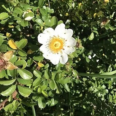 Rosa bracteata (Macartney Rose) - Image courtesy of PictureThis (CC0)