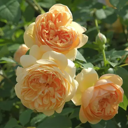 Rosa 'Bring me Sunshine' - Image courtesy of David Austin Roses