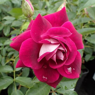 Rosa "Burgundy Ice" - Photo by Krzysztof Ziarnek, Kenraiz (CC BY-SA 4.0)