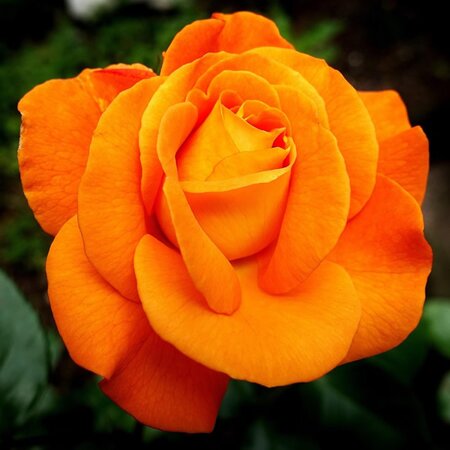 Rosa 'Burning Desire' - Image by Alexa from Pixabay 