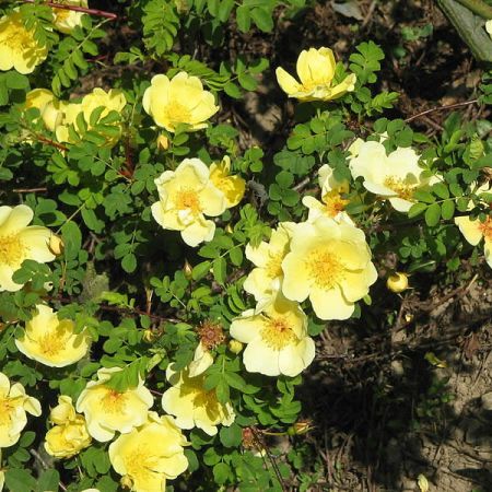 Rosa “Canary Bird” - Photo by Meneerke bloem (GFDL)