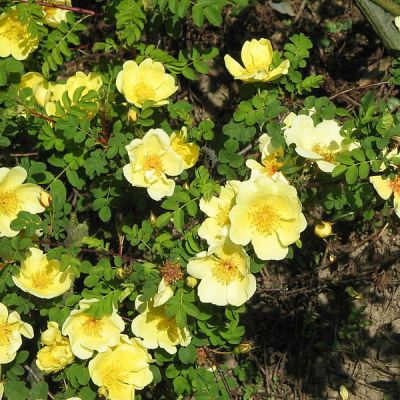 Rosa “Canary Bird” - Photo by Meneerke bloem (GFDL)