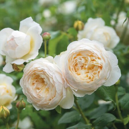 Rosa “Claire Austin” ® - Image courtesy of David Austin Roses