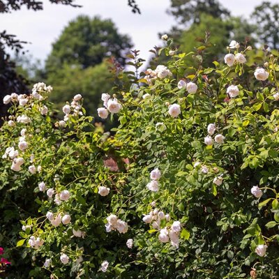 Rosa “Claire Austin” ® - Image courtesy of David Austin Roses