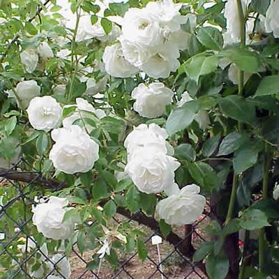 Rosa “Climbing Iceberg” - Photo by Sony Mavica (GFDL)