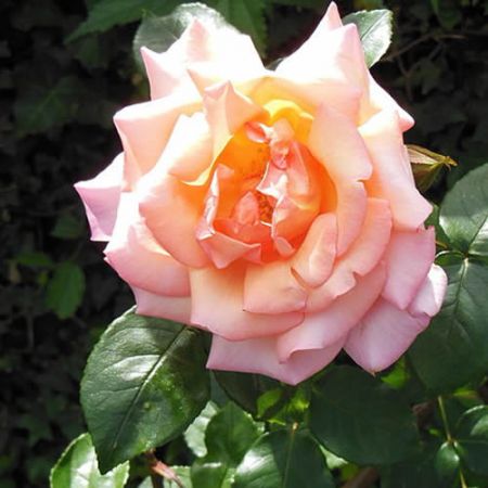 Rosa "Compassion" - Photo by MM (CC BY-SA 3.0)