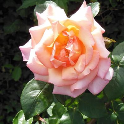 Rosa "Compassion" - Photo by MM (CC BY-SA 3.0)