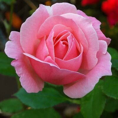 Rosa “Congratulations” - Image by Nowaja from Pixabay 