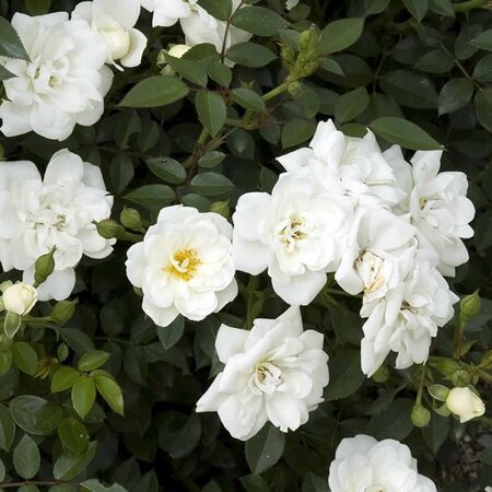 Rosa 'Crystal Fairy' - Extract from public image here under fair use