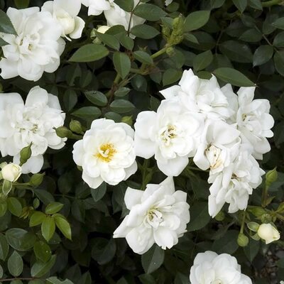Rosa 'Crystal Fairy' - Extract from public image here under fair use