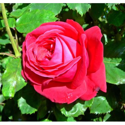 Rosa "Dame de Coeur" - Photo by Stan Shebs (GFDL)