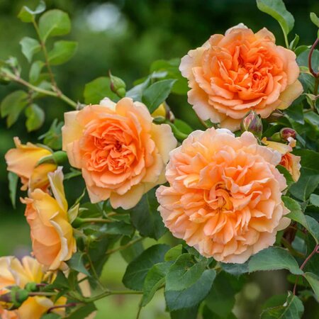 Rosa 'Dame Judi Dench' - Image courtesy of David Austin Roses