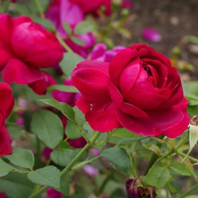 Rosa "Darcey Bussel" ® - Photo by Geolina163 (CC BY-SA 4.0)