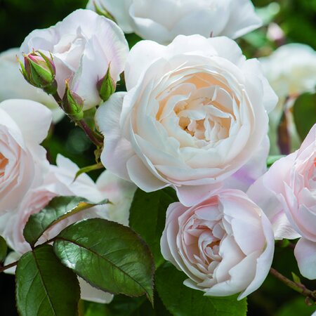 Rosa 'Desdemona' ® - Image courtesy of Schram Plants