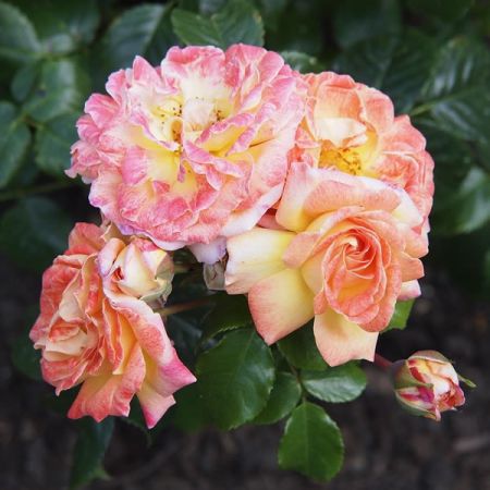 Rosa "Designer Sunset" - Image by angelstar from Pixabay 