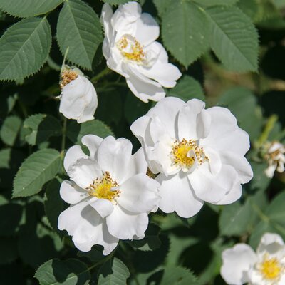 Rosa 'Diamant' - Image by Tatyana Kazakova from Pixabay 