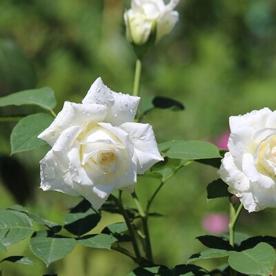 Rosa “Diamond Wedding 60th Anniversary” - Image by zoosnow from Pixabay  