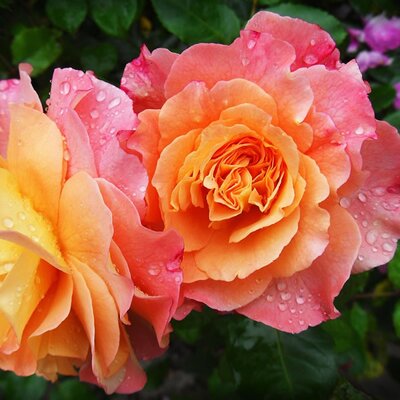 Rosa 'Euphoria' - Image by schneeknirschen from Pixabay 