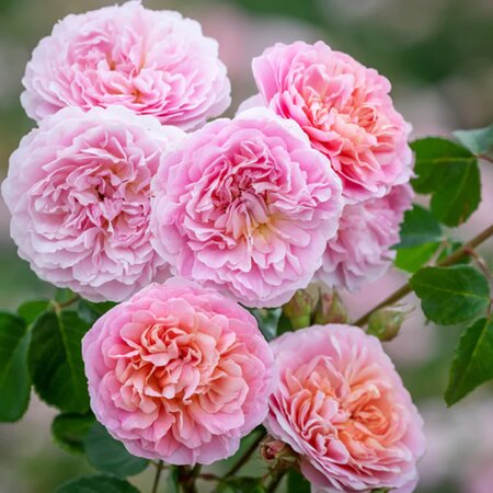 Rosa Eustacia Vye - Image courtesy of David Austin Roses