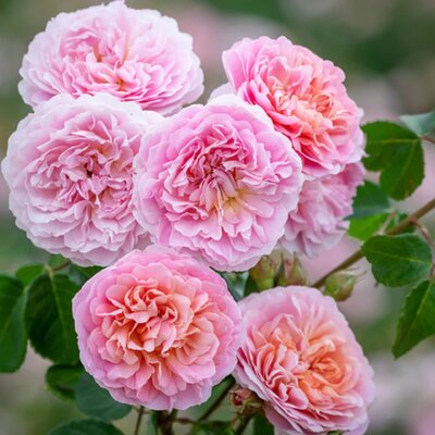 Rosa Eustacia Vye - Image courtesy of David Austin Roses