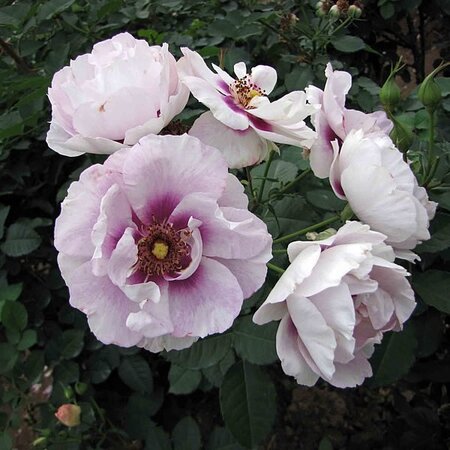 Rosa 'Eyes For You' (3.5L pot)