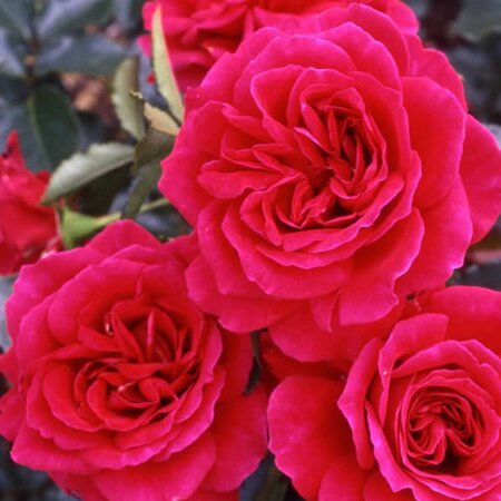 Rosa “Fetzer Syrah Rose” - Public Domain Image