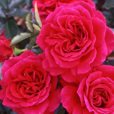 Rosa “Fetzer Syrah Rose” - Public Domain Image