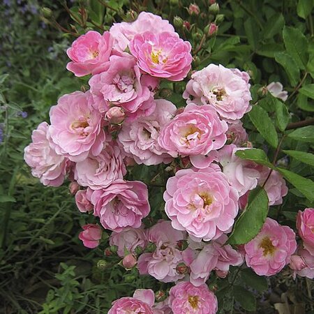 Rosa 'Flirt 2011' - Photo by Eric Timewell (CC BY-SA 3.0)