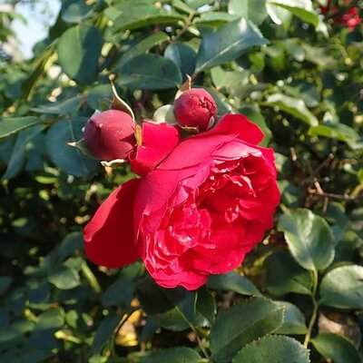 Rosa 'Florentina' - Photo by Salicyna (CC BY-SA 4.0)