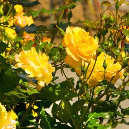 Rosa 'Flower Carpet Gold' (3.5L pot)