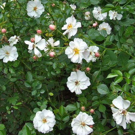 Rosa flower carpet white - Photo by Libby norman (CC BY-SA 3.0)