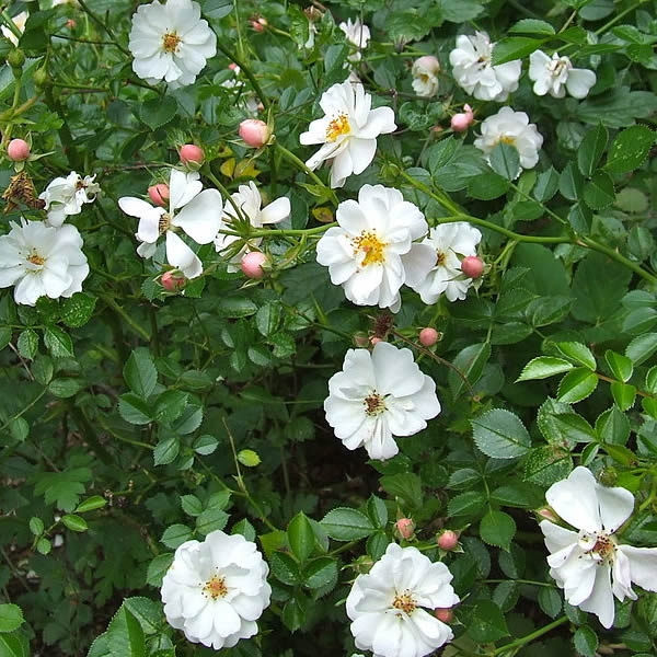 Rosa Flower Carpet White (3.5L) Ardcarne Garden Centre & Boyle