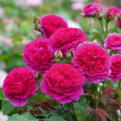 Rosa 'Gabriel Oak' - Image courtesy of David Austin Roses