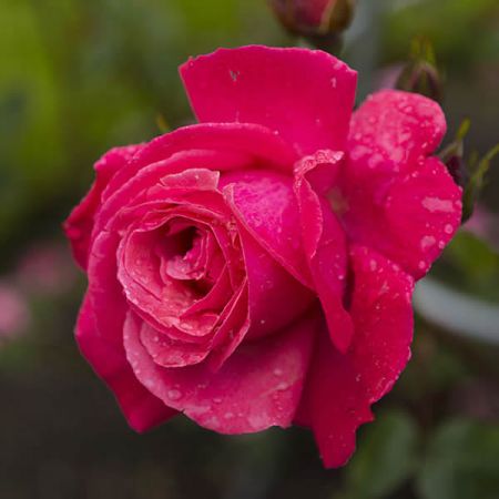 Rosa "Galway Bay" - Photo by Miguel Mendez (CC BY-SA 2.0)