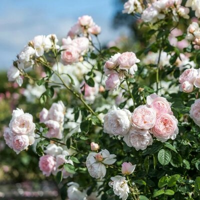 Rosa 'Gentle Hermione' - Image courtesy of David Austin