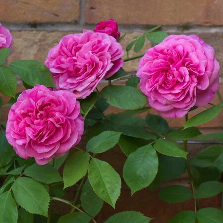 Rosa Gertrude Jekyll - Image courtesy of David Austin Roses