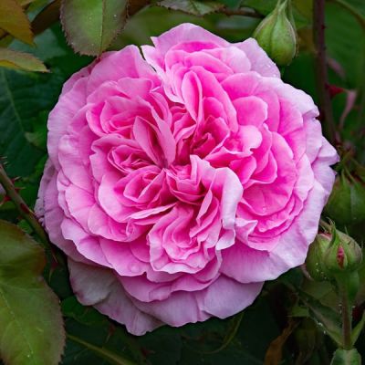 Rosa "Gertrude Jekyll" ® - Image by lapping from Pixabay